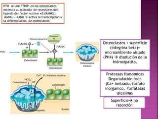 PTH se une PTHR1 en los osteoblastos,
estimula al activador de receptores del
ligando del factor nuclear κβ (RANKL).
RANKL + RANK  activa la transcripción y
la diferenciación de osteoclastos
Osteoclastos + superficie
(integrina beta)=
microambiente aislado
(PH4)  disolución de la
hidroxipatita.
Proteasas lisosomicas
Degaradación ósea
(Ca+ ionizado, fosfato
inorganico, fosfatasas
alcalinas
Superficie no
resorción
 