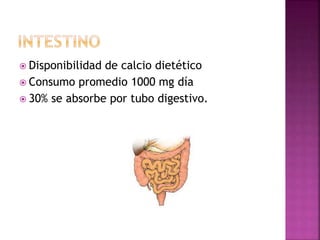  Disponibilidad de calcio dietético
 Consumo promedio 1000 mg día
 30% se absorbe por tubo digestivo.
 