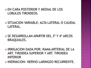  EN CARA POSTERIOR Y MEDIAL DE LOS
LOBULOS TIROIDEOS.
 SITUACION VARIABLE: ALTA LATERAL O CAUDAL
LATERAL.
 SE DESARROLLAN APARTIR DEL 3º Y 4º ARCOS
BRAQUIALES.
 IRRIGACION DADA POR: RAMA ARTERIAL DE LA
ART. TIROIDEA SUPERIOR Y ART. TIROIDEA
INFERIOR
 INERVACION: NERVIO LARINGEO RECURRENTE.
 