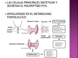  LAS CELULAS PRINCIPALES SINTETIZAN Y
SECRETAN EL POLIPEPTIDO PTH.
 INVOLUCRADO EN EL METABOLISMO
FOSFOCALCICO
 
