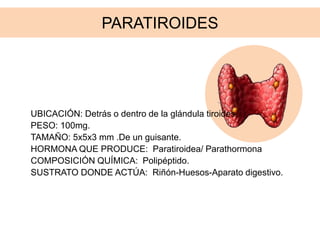 PARATIROIDES
UBICACIÓN: Detrás o dentro de la glándula tiroides.
PESO: 100mg.
TAMAÑO: 5x5x3 mm .De un guisante.
HORMONA QUE PRODUCE: Paratiroidea/ Parathormona
COMPOSICIÓN QUÍMICA: Polipéptido.
SUSTRATO DONDE ACTÚA: Riñón-Huesos-Aparato digestivo.