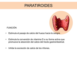 PARATIROIDES
• Estimula el pasaje de calcio del hueso hacia la sangre.
• Estimula la conversión de vitamina D a su forma activa que
promueve la absorción del calcio del tracto gastrointestinal.
• Inhibe la excreción de calcio de los riñones.
FUNCIÓN