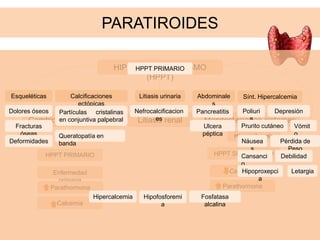 PARATIROIDES
HIPERPARATIROIDISMO
(HPPT)
Cambios óseos severos Litiasis renal Manifestaciones sistemas
Hipercalcemia
HPPT PRIMARIO HPPT SECUNDARIO
Enfermedad
primaria
Parathormona
Calcemia
Calcemia
Parathormona
HPPT PRIMARIO
Esqueléticas Calcificaciones
ectópicas
Litiasis urinaria
Nefrocalcificacion
es
Abdominale
s
Sínt. Hipercalcemia
Dolores óseos
Fracturas
óseas
Deformidades
Partículas cristalinas
en conjuntiva palpebral
Queratopatía en
banda
Pancreatitis
Ulcera
péptica
Poliuri
a
Prurito cutáneo
Náusea
s
Vómit
o
Pérdida de
Peso
Cansanci
o
Debilidad
LetargiaHipoproxepci
a
Depresión
Hipercalcemia Hipofosforemi
a
Fosfatasa
alcalina