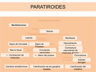 PARATIROIDES
HIPOPARATIROIDISMO
Causas
Remoción quirúrgica
HIPOPT idiopático
Suprarrenale
s
Ovarios
Mucosa
gástrica
Anemia
perniciosa
Sx
autoinmune
Manifestaciones
Tetania
ManifiestaLatente
Signo de Chvostek
Nervio facial
+ : Contracción de
músculos
Circulación
sanguínea
+ : Mano del portero
Hipocalcemia
acentuada
Contractura
espontanea de
músculos distales
Convulsione
s
Estridor
laríngeo
Signo de
Trosseau
Cambios ectodérmicos Calcificación de los ganglios
basales
Calcificación del
cristalino