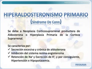 PARATIROIDES Y SUPRARRENALES
Se debe a Neoplasia Corticosuprarrenal productora de
Aldosterona o Hiperplasia Primaria de la Corteza
Suprarrenal.
Se caracteriza por:
 Secreción excesiva y crónica de aldosterona
 Inhibición del sistema renina-angiotensina
 Retención de Naᶧ y Excreción de Kᶧ, y por consiguiente,
Hipertensión e Hipopotasemia.
 