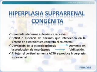 PARATIROIDES Y SUPRARRENALES
 Heredadas de forma autosómica recesiva
 Déficit o ausencia de enzimas que intervienen en la
síntesis de esteroides en concreto el colesterol.
 Desviación de la esteroidogénesis Aumento en
la producción de Andrógenos Virilización.
 Al bajar el cortisol aumenta ACTH y produce hiperplasia
suprarrenal.
 