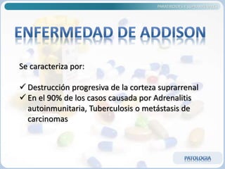 PARATIROIDES Y SUPRARRENALES
Se caracteriza por:
 Destrucción progresiva de la corteza suprarrenal
 En el 90% de los casos causada por Adrenalitis
autoinmunitaria, Tuberculosis o metástasis de
carcinomas
 