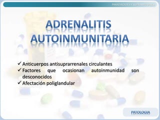 PARATIROIDES Y SUPRARRENALES
 Anticuerpos antisuprarrenales circulantes
 Factores que ocasionan autoinmunidad son
desconocidos
 Afectación poliglandular
 
