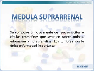 PARATIROIDES Y SUPRARRENALES
Se compone principalmente de feocromocitos o
células cromafines que secretan catecolaminas,
adrenalina y noradrenalina. Los tumores son la
única enfermedad importante
 