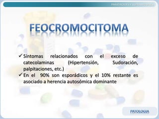 PARATIROIDES Y SUPRARRENALES
 Síntomas relacionados con el exceso de
catecolaminas (Hipertensión, Sudoración,
palpitaciones, etc.)
 En el 90% son esporádicos y el 10% restante es
asociado a herencia autosómica dominante
 