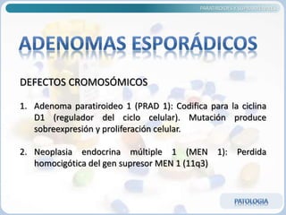 PARATIROIDES Y SUPRARRENALES
DEFECTOS CROMOSÓMICOS
1. Adenoma paratiroideo 1 (PRAD 1): Codifica para la ciclina
D1 (regulador del ciclo celular). Mutación produce
sobreexpresión y proliferación celular.
2. Neoplasia endocrina múltiple 1 (MEN 1): Perdida
homocigótica del gen supresor MEN 1 (11q3)
 
