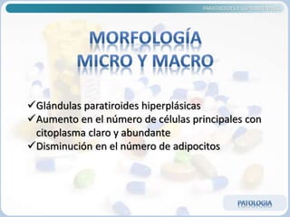 PARATIROIDES Y SUPRARRENALES
Glándulas paratiroides hiperplásicas
Aumento en el número de células principales con
citoplasma claro y abundante
Disminución en el número de adipocitos
 
