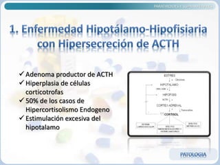 Adenoma productor de ACTH
 Hiperplasia de células
corticotrofas
 50% de los casos de
Hipercortisolismo Endogeno
 Estimulación excesiva del
hipotalamo
PARATIROIDES Y SUPRARRENALES
 