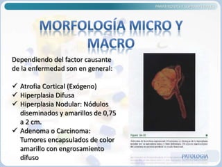 PARATIROIDES Y SUPRARRENALES
Dependiendo del factor causante
de la enfermedad son en general:
 Atrofia Cortical (Exógeno)
 Hiperplasia Difusa
 Hiperplasia Nodular: Nódulos
diseminados y amarillos de 0,75
a 2 cm.
 Adenoma o Carcinoma:
Tumores encapsulados de color
amarillo con engrosamiento
difuso
 