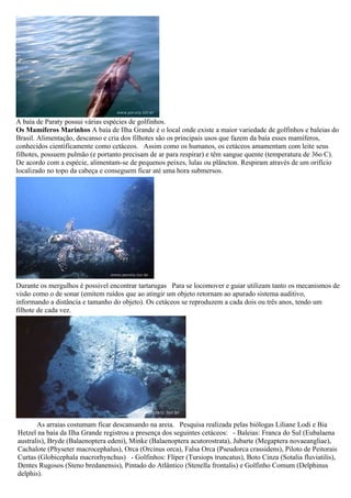 A baía de Paraty possui várias espécies de golfinhos.
Os Mamíferos Marinhos A baía de Ilha Grande é o local onde existe a maior variedade de golfinhos e baleias do
Brasil. Alimentação, descanso e cria dos filhotes são os principais usos que fazem da baía esses mamíferos,
conhecidos cientificamente como cetáceos. Assim como os humanos, os cetáceos amamentam com leite seus
filhotes, possuem pulmão (e portanto precisam de ar para respirar) e têm sangue quente (temperatura de 36o C).
De acordo com a espécie, alimentam-se de pequenos peixes, lulas ou plâncton. Respiram através de um orifício
localizado no topo da cabeça e conseguem ficar até uma hora submersos.




Durante os mergulhos é possivel encontrar tartarugas Para se locomover e guiar utilizam tanto os mecanismos de
visão como o de sonar (emitem ruídos que ao atingir um objeto retornam ao apurado sistema auditivo,
informando a distância e tamanho do objeto). Os cetáceos se reproduzem a cada dois ou três anos, tendo um
filhote de cada vez.




       As arraias costumam ficar descansando na areia. Pesquisa realizada pelas biólogas Liliane Lodi e Bia
Hetzel na baía da Ilha Grande registrou a presença dos seguintes cetáceos: - Baleias: Franca do Sul (Eubalaena
australis), Bryde (Balaenoptera edeni), Minke (Balaenoptera acutorostrata), Jubarte (Megaptera novaeangliae),
Cachalote (Physeter macrocephalus), Orca (Orcinus orca), Falsa Orca (Pseudorca crassidens), Piloto de Peitorais
Curtas (Globicephala macrorhynchus) - Golfinhos: Flíper (Tursiops truncatus), Boto Cinza (Sotalia fluviatilis),
Dentes Rugosos (Steno bredanensis), Pintado do Atlântico (Stenella frontalis) e Golfinho Comum (Delphinus
delphis).
 