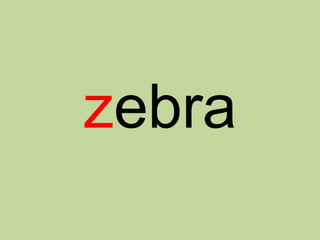 zebra
 