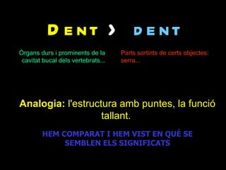 D e nt > d e nt
Òrgans durs i prominents de la      Parts sortints de certs objectes:
 cavitat bucal dels vertebrats...   serra...




Analogia: l'estructura amb puntes, la funció
                   tallant.
        HEM COMPARAT I HEM VIST EN QUÈ SE
             SEMBLEN ELS SIGNIFICATS
 