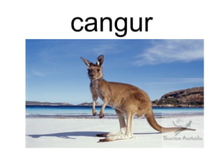 cangur
 