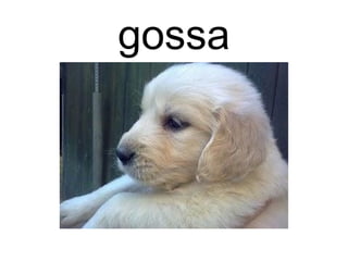 gossa
 