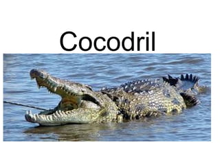 Cocodril
 
