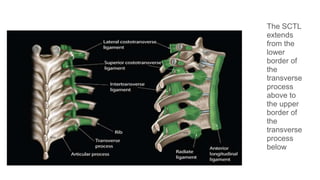 The SCTL
extends
from the
lower
border of
the
transverse
process
above to
the upper
border of
the
transverse
process
below
 