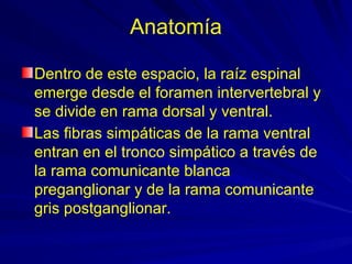 Anatomía

Dentro de este espacio, la raíz espinal
emerge desde el foramen intervertebral y
se divide en rama dorsal y ventral.
Las fibras simpáticas de la rama ventral
entran en el tronco simpático a través de
la rama comunicante blanca
preganglionar y de la rama comunicante
gris postganglionar.
 