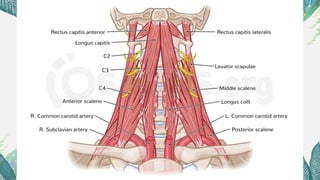 Paravertebral Muscles-ppt-Kavithabuddareddygari | PPTX