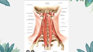 Paravertebral Muscles-ppt-Kavithabuddareddygari | PPTX