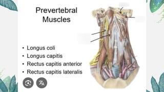 Paravertebral Muscles-ppt-Kavithabuddareddygari | PPTX