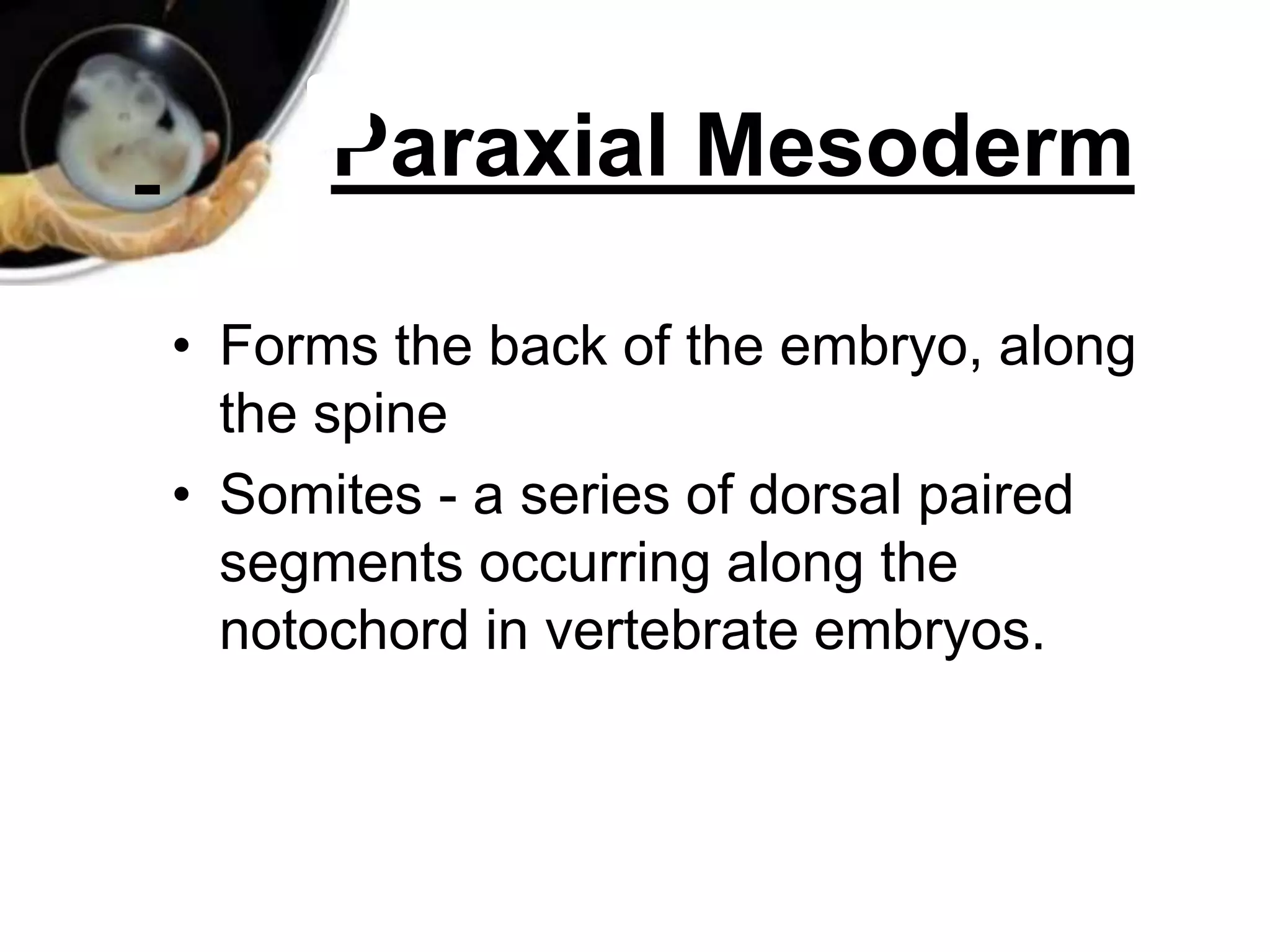 Paraxial and intermediate mesoderm | PPT