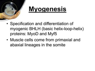 Myogenesis
• Specification and differentiation of
myogenic BHLH (basic helix-loop-helix)
proteins: MyoD and Myf5
• Muscle cells come from primaxial and
abaxial lineages in the somite
 