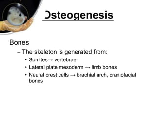 Osteogenesis
Bones
– The skeleton is generated from:
• Somites→ vertebrae
• Lateral plate mesoderm → limb bones
• Neural crest cells → brachial arch, craniofacial
bones
 