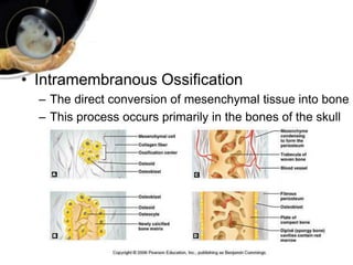 • Intramembranous Ossification
– The direct conversion of mesenchymal tissue into bone
– This process occurs primarily in the bones of the skull
 