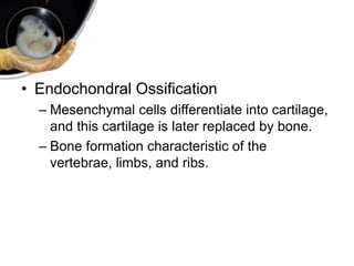 • Endochondral Ossification
– Mesenchymal cells differentiate into cartilage,
and this cartilage is later replaced by bone.
– Bone formation characteristic of the
vertebrae, limbs, and ribs.
 