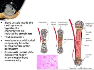 • Blood vessels invade the
cartilage model;
hypertrophic
chondrocytes die;
replaced by osteoblasts
• ECM mineralizes
• New bone material added
peripherally from the
internal surface of the
periosteum
• Osteoclasts (lateral plate
mesoderm) hollow
internal region bone
marrow cavity
 