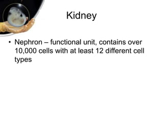 Kidney
• Nephron – functional unit, contains over
10,000 cells with at least 12 different cell
types
 