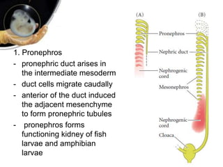 1. Pronephros
- pronephric duct arises in
the intermediate mesoderm
- duct cells migrate caudally
- anterior of the duct induced
the adjacent mesenchyme
to form pronephric tubules
- pronephros forms
functioning kidney of fish
larvae and amphibian
larvae
 