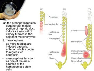 as the pronephric tubules
degenerate, middle
portion of nephric duct
induces a new set of
kidney tubules in the
adjacent mesenchyme:
2. mesonephros
- as more tubules are
induced caudally,
anterior tubules begin
to regress via
apoptosis
- mesonephros function
as one of the main
sources of the
hematopoietic stem
cells
 