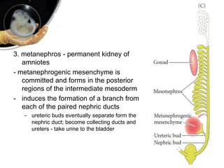 3. metanephros - permanent kidney of
amniotes
- metanephrogenic mesenchyme is
committed and forms in the posterior
regions of the intermediate mesoderm
- induces the formation of a branch from
each of the paired nephric ducts
- ureteric buds eventually separate form the
nephric duct; become collecting ducts and
ureters - take urine to the bladder
 