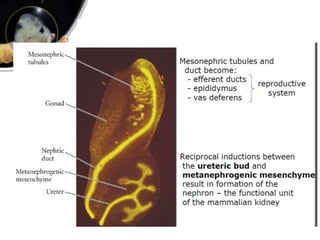 Paraxial and intermediate mesoderm