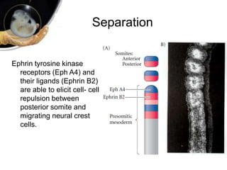 Separation
Ephrin tyrosine kinase
receptors (Eph A4) and
their ligands (Ephrin B2)
are able to elicit cell- cell
repulsion between
posterior somite and
migrating neural crest
cells.
 