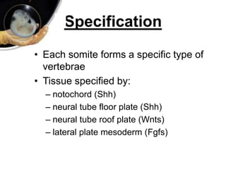 Specification
• Each somite forms a specific type of
vertebrae
• Tissue specified by:
– notochord (Shh)
– neural tube floor plate (Shh)
– neural tube roof plate (Wnts)
– lateral plate mesoderm (Fgfs)
 