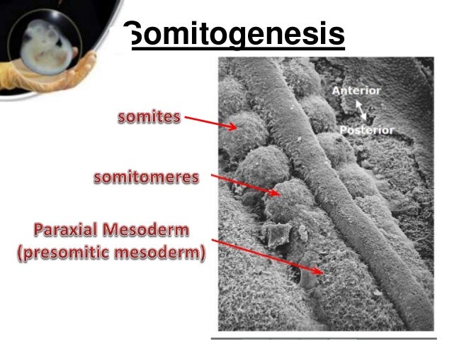 Paraxial and intermediate mesoderm