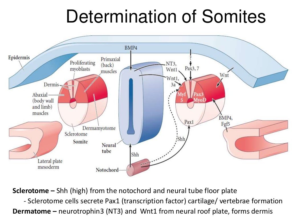 Paraxial and intermediate mesoderm