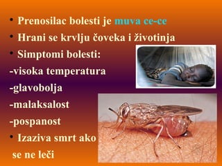 
Prenosilac bolesti je muva ce-ce

Hrani se krvlju čoveka i životinja

Simptomi bolesti:
-visoka temperatura
-glavobolja
-malaksalost
-pospanost

Izaziva smrt ako
se ne leči
 
