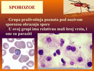 
Grupa praživotinja poznata pod nazivom
sporozoa obrazuju spore

U ovoj grupi ima relativno mali broj vrsta, i
one su paraziti
SPOROZOE
 