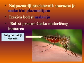 
Najpoznatiji predstavnik sporozoa je
malarični plazmodijum

Izaziva bolest malariju

Bolest prenosi ženka malaričnog
komarca
Izdignut zadnji
deo tela
 