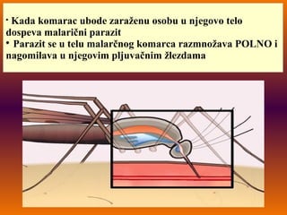 
Kada komarac ubode zaraženu osobu u njegovo telo
dospeva malarični parazit

Parazit se u telu malarčnog komarca razmnožava POLNO i
nagomilava u njegovim pljuvačnim žlezdama
 