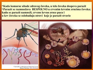 
Kada komarac ubode zdravog čoveka, u telo čoveka dospeva parazit

Parazit se razmnožava BESPOLNO u crvenim krvnim zrncima čoveka;
kada se parazit namnoži, crveno krvno zrnce puca i
u krv čoveka se oslobađaju otrovi koje je parazit stvorio
 