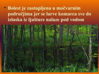 
Bolest je zastupljena u močvarnim
područjima jer se larve komarca sve do
izlaska iz ljušture nalaze pod vodom
 